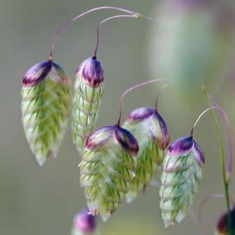 Large Quaking Rattlesnake Grass - Briza maxima - 20 Seed Pack - Ornamental Grass - New
