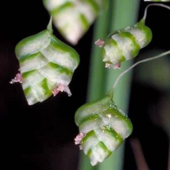 Little Quaking Rattlesnake Grass - Briza minor - 20 Seed Pack - Ornamental Grass - New