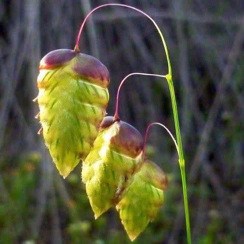 Little Quaking Rattlesnake Grass - Briza minor - 20 Seed Pack - Ornamental Grass - New