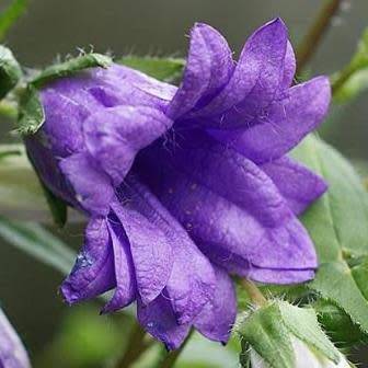 Campanula trachelium - Nettle-leaved Bellflower - 5 Seed Pack - Exotic Perennial - New