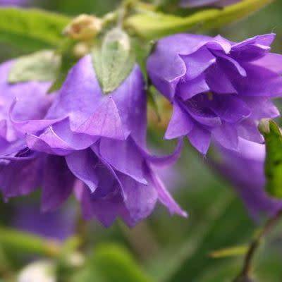 Campanula trachelium - Nettle-leaved Bellflower - 5 Seed Pack - Exotic Perennial - New