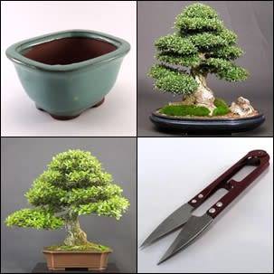 GrowYourOwn Bonsai Starter Kit for Chinese Holly - Everything you need to get started!