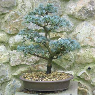 Cedrus atlantica glauca - Blue Atlas Cedar Bonsai Seeds + FREE Gifts Seeds + Bonsai eBook, NEW