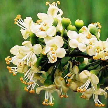 Ceiba pentandra Seeds - Kapok Tree - Exotic Psychoactive - Attracts Birds - New