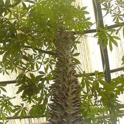 Ceiba pentandra Seeds - Kapok Tree - Exotic Psychoactive - Attracts Birds - New