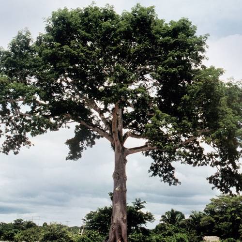 Ceiba pentandra Seeds - Kapok Tree - Exotic Psychoactive - Attracts Birds - New