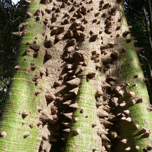 Ceiba pentandra Seeds - Kapok Tree - Exotic Psychoactive - Attracts Birds - New