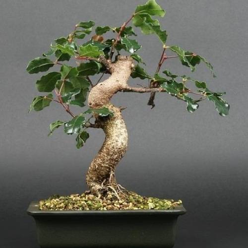 Carob - Ceratonia siliqua Bonsai Tree Seeds - Chocolate Substitute - Edible