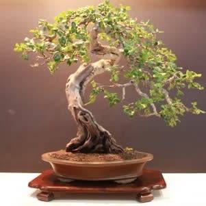 Carob - Ceratonia siliqua Bonsai Tree Seeds - Chocolate Substitute - Edible