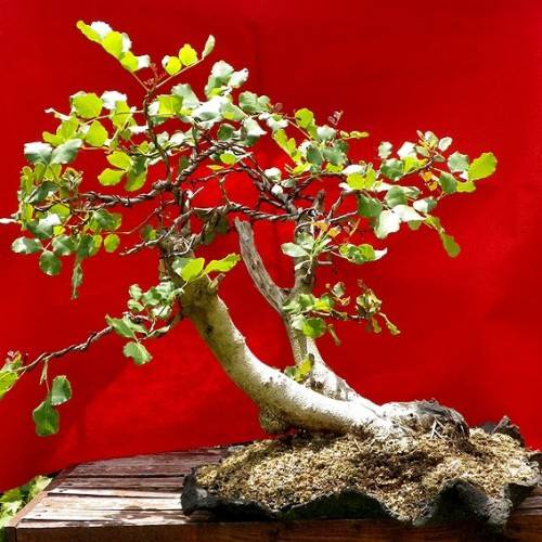 Carob - Ceratonia siliqua Bonsai Tree Seeds - Chocolate Substitute - Edible