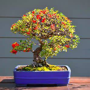 Chaenomeles japonica - Japanese Flowering Quince - 10 Seeds + FREE Gifts Seeds + Bonsai eBook, NEW