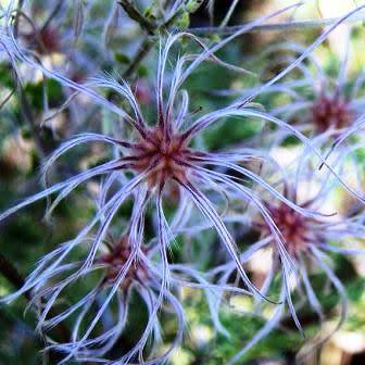 Clematis brachiata - 5 Seed Pack - Indigenous Perennial Vine - Combined Global Shipping - New
