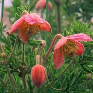 Clematopsis scabiosifolia Seeds - Indigenous Perennial Shrub - New