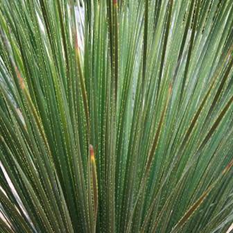 Dasylirion serratifolium - Sand Paper Desert Spoon Seeds - Exotic Succulent from Mexico