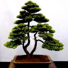 Cupressus macrocarpa - Monterey Cypress Bonsai Seeds + FREE Gifts Seeds + Bonsai eBook, NEW