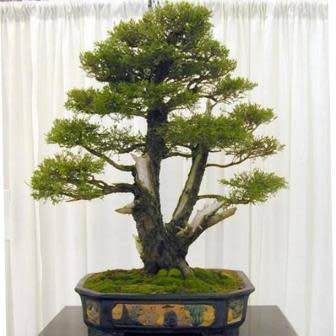 Cupressus macrocarpa - Monterey Cypress Bonsai Seeds + FREE Gifts Seeds + Bonsai eBook, NEW