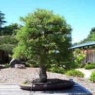 Cupressus macrocarpa - Monterey Cypress Bonsai Seeds + FREE Gifts Seeds + Bonsai eBook, NEW