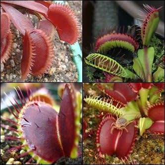 5 Giant Venus Fly Trap Forms Seeds - Dionaea muscipula - Carnivorous Curiosity -Combined Shipping