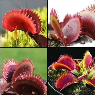 5 Red Sawtooth Venus Fly Trap Seeds - Dionaea muscipula - Carnivorous Curiosity -Combined Shipping