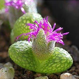 Diplosoma luckhoffii Seeds - Duckfoot mesemb - RARE Indigenous Succulents From South Africa