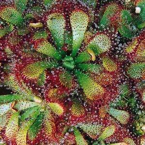 Drosera aliciae - Carnivorous Sundew Seeds - Endemic Ethnobotanical Houseplant - New
