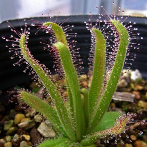 Drosera cistiflora Pink Flower - Carnivorous Sundew - 10+ Seed Pack - Indigenous Houseplant - New