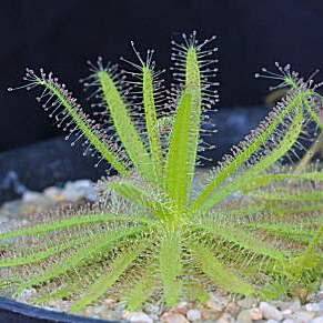 Drosera cistiflora Pink Flower - Carnivorous Sundew - 10+ Seed Pack - Indigenous Houseplant - New