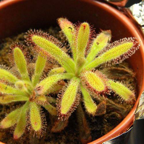 Drosera hilaris - Carnivorous Sundew Seeds - Endemic Ethnobotanical Houseplant - Global Delivery
