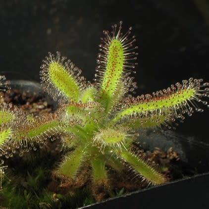 Drosera hilaris - Carnivorous Sundew Seeds - Endemic Ethnobotanical Houseplant - Global Delivery