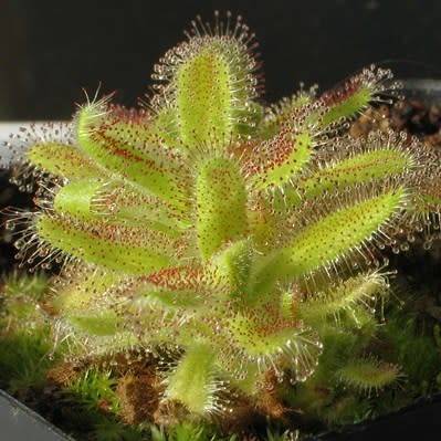 Drosera hilaris - Carnivorous Sundew Seeds - Endemic Ethnobotanical Houseplant - Global Delivery