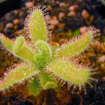 Drosera hilaris - Carnivorous Sundew Seeds - Endemic Ethnobotanical Houseplant - Global Delivery