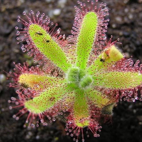 Drosera hilaris - Carnivorous Sundew Seeds - Endemic Ethnobotanical Houseplant - Global Delivery