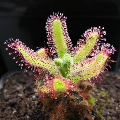 Drosera hilaris - Carnivorous Sundew Seeds - Endemic Ethnobotanical Houseplant - Global Delivery