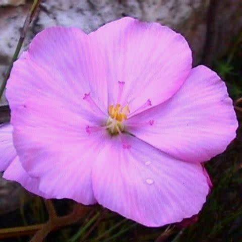 Drosera hilaris - Carnivorous Sundew Seeds - Endemic Ethnobotanical Houseplant - Global Delivery