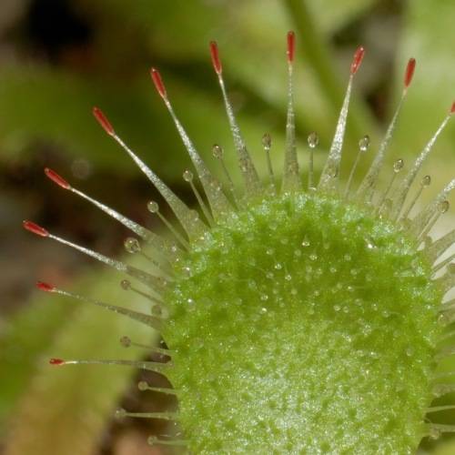 Drosera pauciflora Carnivorous Sundew Seeds - Endemic Indigenous Ethnobotanical Curiosity Houseplant