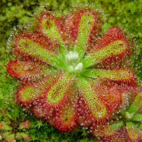 Drosera venusta - Carnivorous Sundew - 10+ Seed Pack - Indigenous Ethnobotanical Houseplant - New