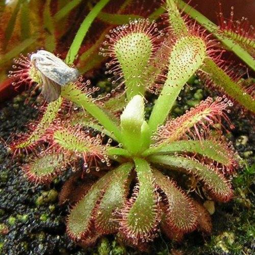 Drosera venusta - Carnivorous Sundew - 10+ Seed Pack - Indigenous Ethnobotanical Houseplant - New