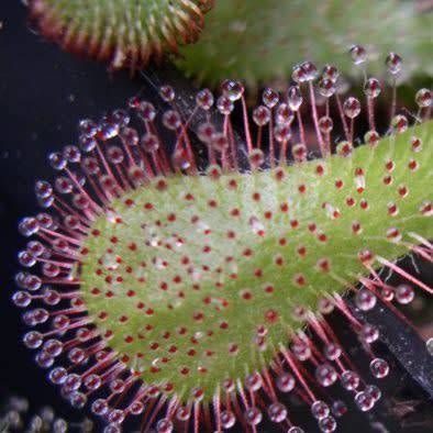 Drosera venusta - Carnivorous Sundew - 10+ Seed Pack - Indigenous Ethnobotanical Houseplant - New
