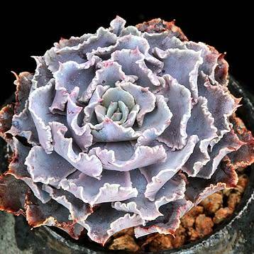 Echeveria shaviana Seeds - Exotic Mexican Succulent - Combined Global Shipping