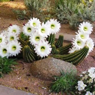 Echinopsis candicans var. gladiatus Seeds - Exotic Succulent Cactus - Combined Shipping - NEW