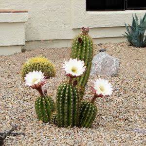 Echinopsis candicans var. gladiatus Seeds - Exotic Succulent Cactus - Combined Shipping - NEW
