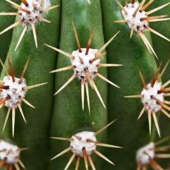 Echinopsis candicans var. gladiatus Seeds - Exotic Succulent Cactus - Combined Shipping - NEW