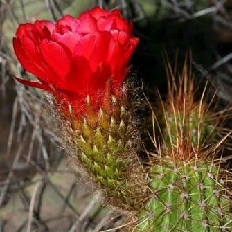 Echinopsis huascha var. grandiflora Seeds - Exotic Succulent Cactus - NEW