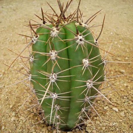 Echinopsis terscheckii Seeds - Cactus Succulent - Combined Global Shipping - NEW