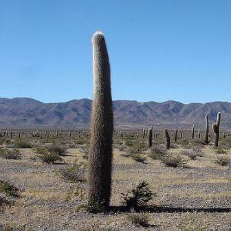 Echinopsis terscheckii Seeds - Cactus Succulent - Combined Global Shipping - NEW