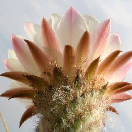 Echinopsis terscheckii Seeds - Cactus Succulent - Combined Global Shipping - NEW