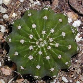 Echinopsis terscheckii Seeds - Cactus Succulent - Combined Global Shipping - NEW