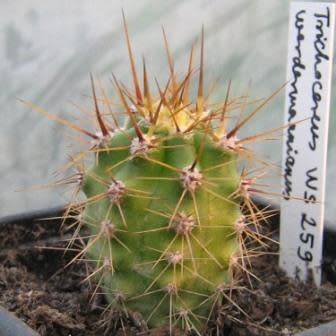 Echinopsis terscheckii Seeds - Cactus Succulent - Combined Global Shipping - NEW