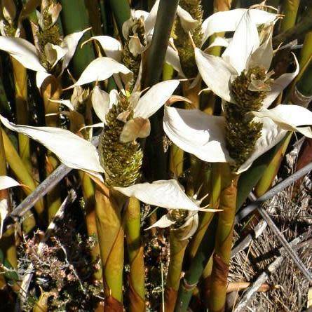 Elegia mucronata - 10 Seed Pack - Endemic Indigenous Ornamental Grass - New
