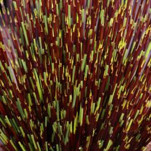 Cape Thatching Reed, Dakriet - Elegia tectorum - 20+ Seed Pack - Indigenous Ornamental Grass - New